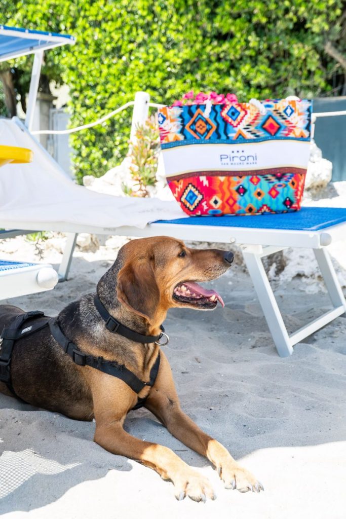 Cane in spiaggia, l'hotel è pet friendly